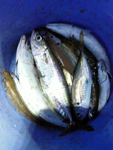 癒しのアジング！❤